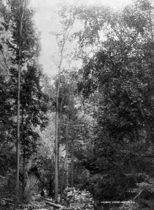 thumbnail of image